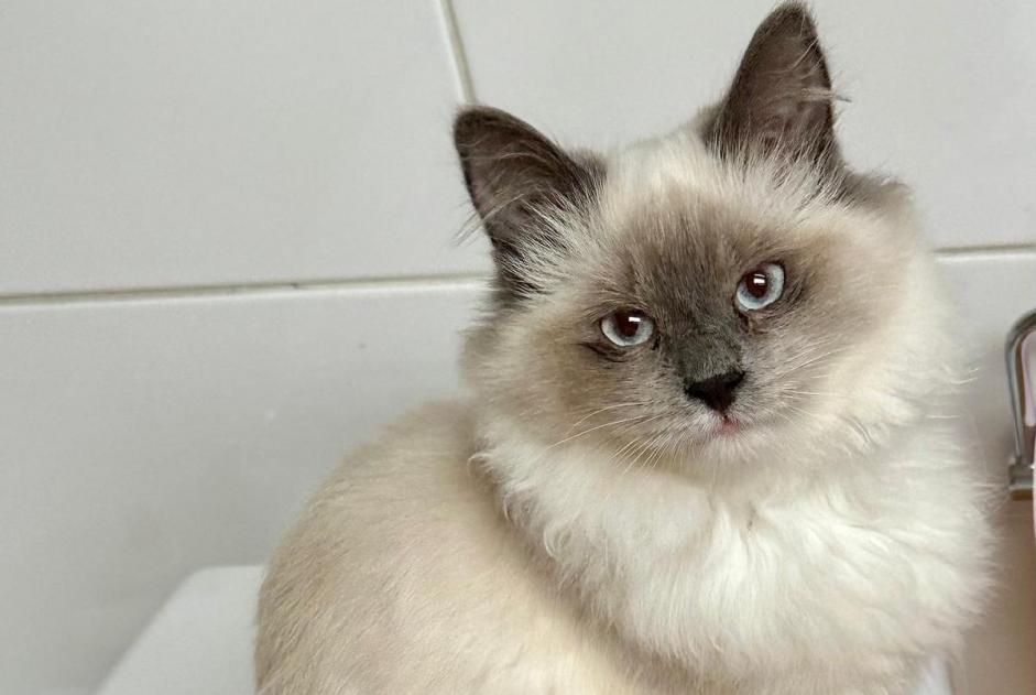 Vermisstmeldung Katze Weiblich , 1 jahre Villejuif Frankreich Vermisstmeldung Katze Weiblich , 1 jahre Villejuif Frankreich