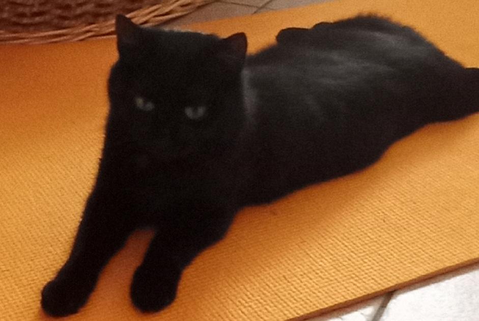 Alerte Découverte Chat croisement Femelle Saint-Maurice France Alerte Découverte Chat croisement Femelle Saint-Maurice France