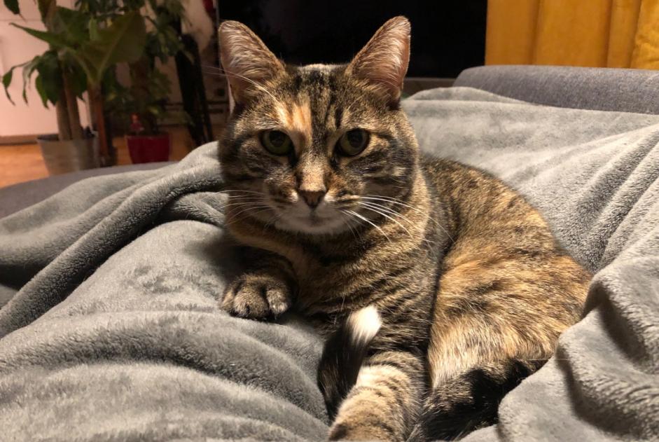 Alerte Disparition Chat Femelle , 13 ans Maisons-Alfort France Alerte Disparition Chat Femelle , 13 ans Maisons-Alfort France