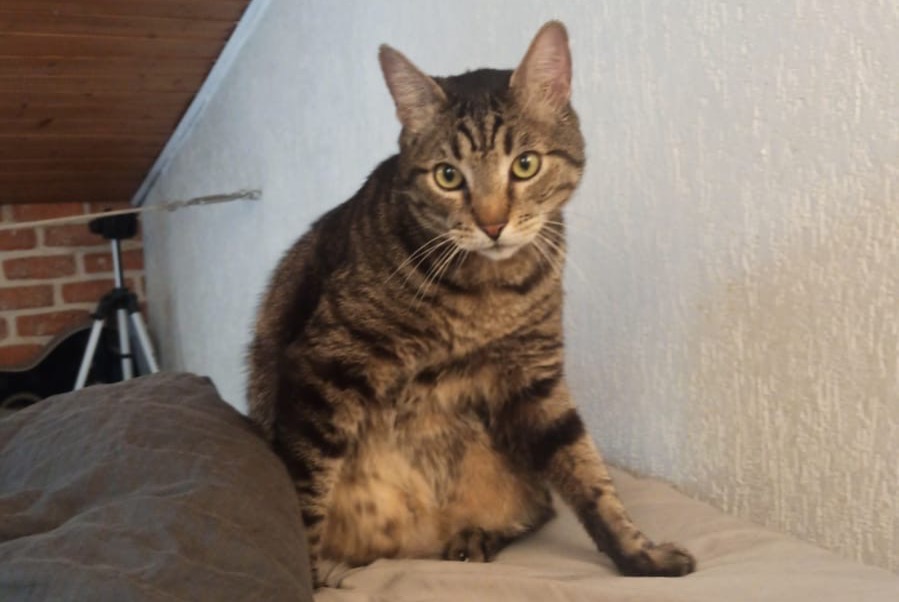 Alerte Disparition Chat Mâle , 10 ans Charenton-le-Pont France Alerte Disparition Chat Mâle , 10 ans Charenton-le-Pont France