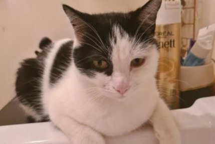 Alerte Disparition Chat croisement  Mâle , 5 ans Charenton-le-Pont France