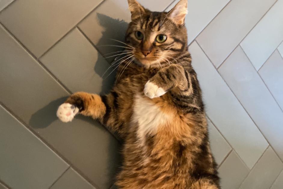 Avviso scomparsa Gatto Maschio , 4 anni Fontenay-sous-Bois Francia Avviso scomparsa Gatto Maschio , 4 anni Fontenay-sous-Bois Francia